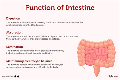 your intestines are most similar to what other organ